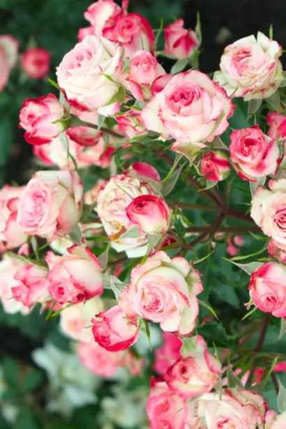 Троянда спрей ’Сафіна’ (біла з рожевим кантом)|Spray Rose ’Safina’|Роза спрей ’Сафина’ (белая с розовой каймой)